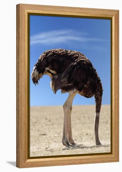 Ostrich with Head in Sand-null-Framed Premier Image Canvas