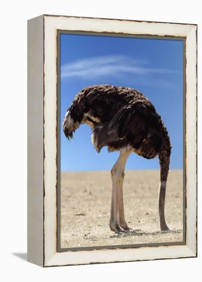 Ostrich with Head in Sand-null-Framed Premier Image Canvas
