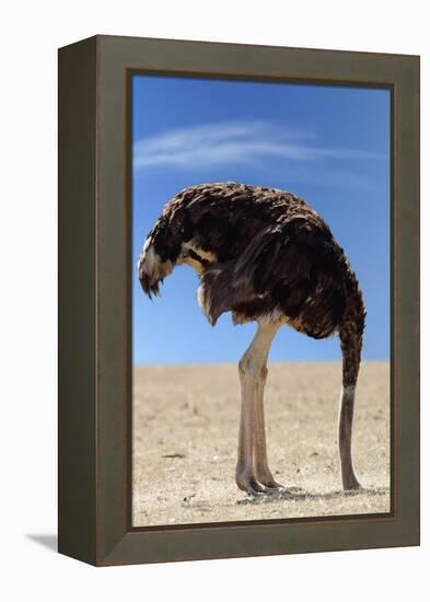 Ostrich with Head in Sand-null-Framed Premier Image Canvas