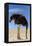 Ostrich with Head in Sand-null-Framed Premier Image Canvas