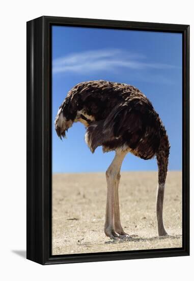 Ostrich with Head in Sand-null-Framed Premier Image Canvas