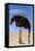 Ostrich with Head in Sand-null-Framed Premier Image Canvas