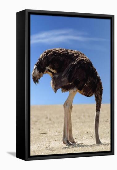 Ostrich with Head in Sand-null-Framed Premier Image Canvas