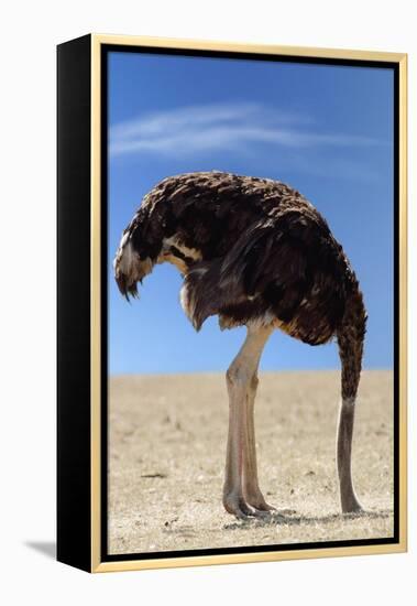 Ostrich with Head in Sand-null-Framed Premier Image Canvas