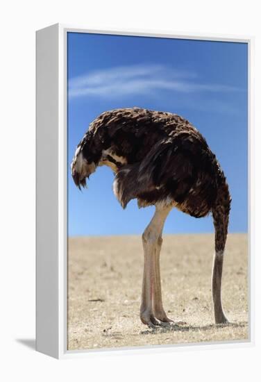 Ostrich with Head in Sand-null-Framed Premier Image Canvas