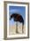 Ostrich with Head in Sand-null-Framed Photographic Print