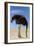 Ostrich with Head in Sand-null-Framed Photographic Print