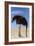 Ostrich with Head in Sand-null-Framed Photographic Print