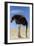 Ostrich with Head in Sand-null-Framed Photographic Print