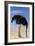 Ostrich with Head in Sand-null-Framed Photographic Print