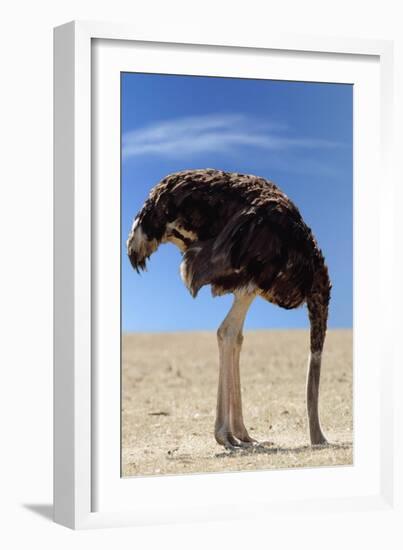 Ostrich with Head in Sand-null-Framed Photographic Print