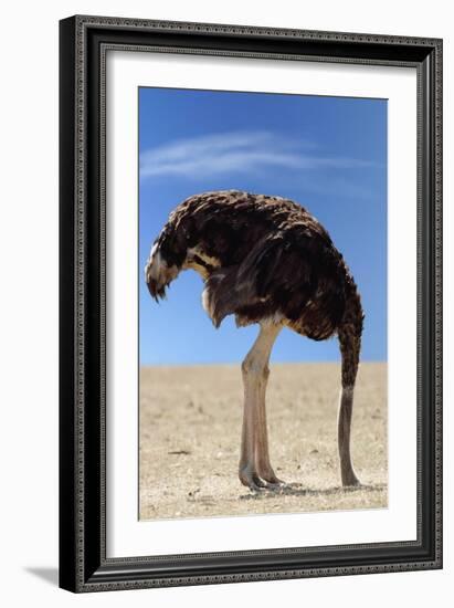 Ostrich with Head in Sand-null-Framed Photographic Print