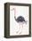 Ostrich-Cat Coquillette-Framed Premier Image Canvas