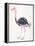 Ostrich-Cat Coquillette-Framed Premier Image Canvas