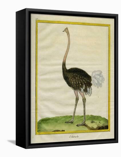 Ostrich-Georges-Louis Buffon-Framed Premier Image Canvas