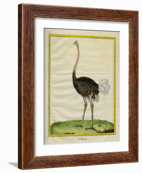 Ostrich-Georges-Louis Buffon-Framed Giclee Print