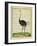 Ostrich-Georges-Louis Buffon-Framed Giclee Print