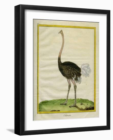 Ostrich-Georges-Louis Buffon-Framed Giclee Print