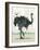 Ostrich-Teofilo Olivieri-Framed Giclee Print