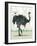 Ostrich-Teofilo Olivieri-Framed Giclee Print