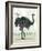 Ostrich-Teofilo Olivieri-Framed Giclee Print