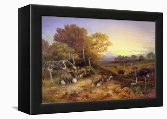 Ostriches, 19Th Century-Anonymous Anonymous-Framed Premier Image Canvas