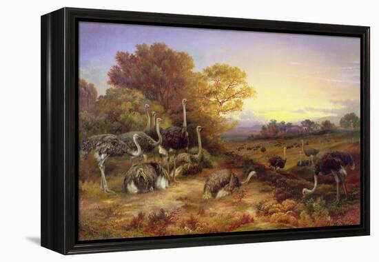 Ostriches, 19Th Century-Anonymous Anonymous-Framed Premier Image Canvas