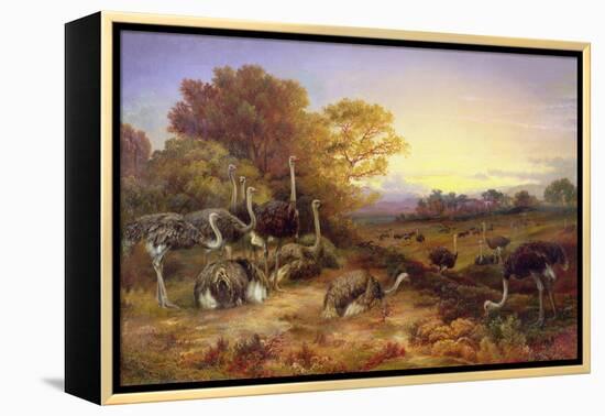 Ostriches, 19Th Century-Anonymous Anonymous-Framed Premier Image Canvas