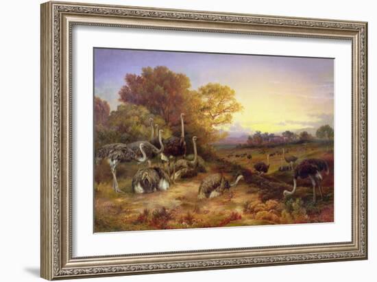 Ostriches, 19Th Century-Anonymous Anonymous-Framed Giclee Print