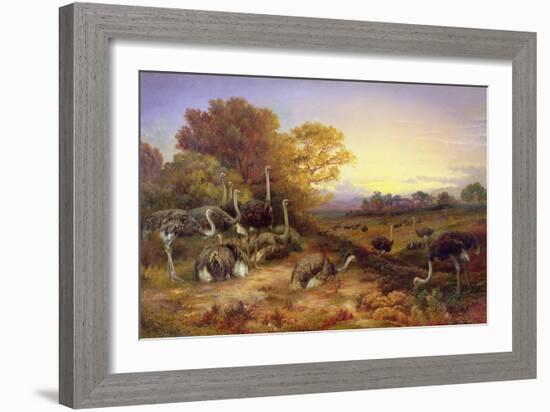 Ostriches, 19Th Century-Anonymous Anonymous-Framed Giclee Print