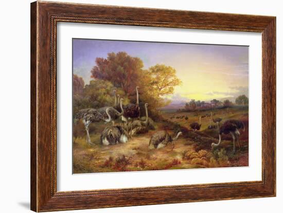 Ostriches, 19Th Century-Anonymous Anonymous-Framed Giclee Print