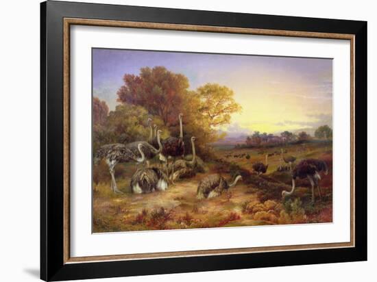 Ostriches, 19Th Century-Anonymous Anonymous-Framed Giclee Print