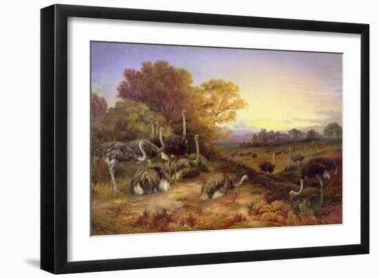 Ostriches, 19Th Century-Anonymous Anonymous-Framed Giclee Print