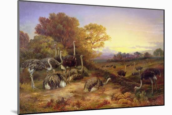 Ostriches, 19Th Century-Anonymous Anonymous-Mounted Giclee Print