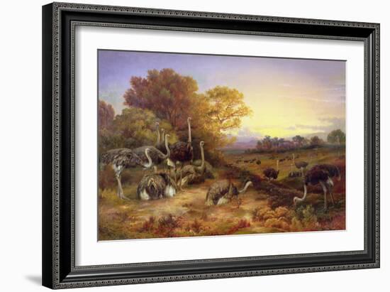 Ostriches, 19Th Century-Anonymous Anonymous-Framed Giclee Print