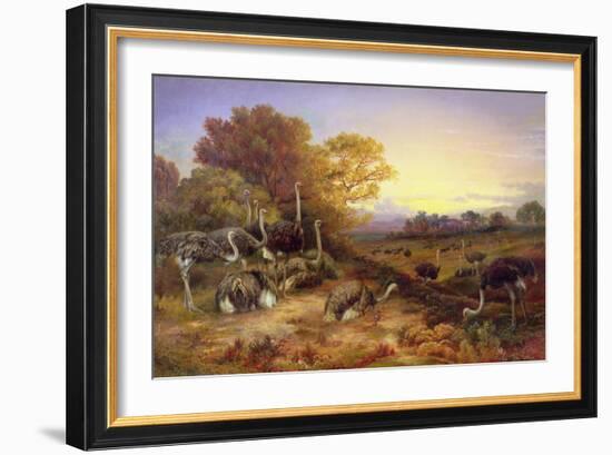 Ostriches, 19Th Century-Anonymous Anonymous-Framed Giclee Print