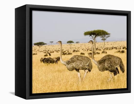 Ostriches and Wildebeests-Hal Beral-Framed Premier Image Canvas