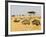 Ostriches and Wildebeests-Hal Beral-Framed Photographic Print