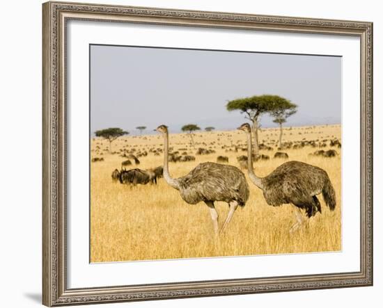 Ostriches and Wildebeests-Hal Beral-Framed Photographic Print