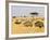 Ostriches and Wildebeests-Hal Beral-Framed Photographic Print