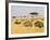 Ostriches and Wildebeests-Hal Beral-Framed Photographic Print