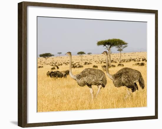 Ostriches and Wildebeests-Hal Beral-Framed Photographic Print