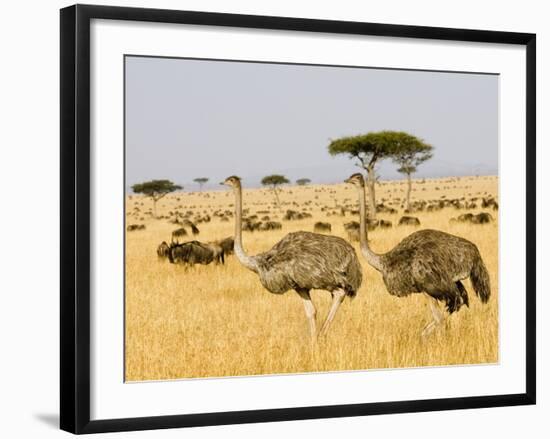 Ostriches and Wildebeests-Hal Beral-Framed Photographic Print