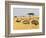 Ostriches and Wildebeests-Hal Beral-Framed Photographic Print
