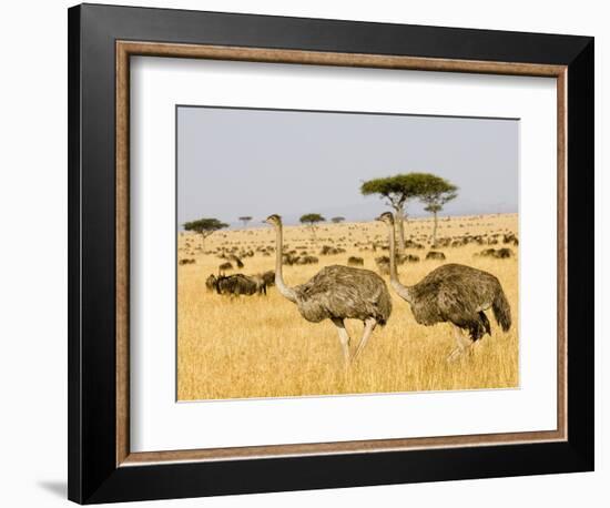 Ostriches and Wildebeests-Hal Beral-Framed Photographic Print