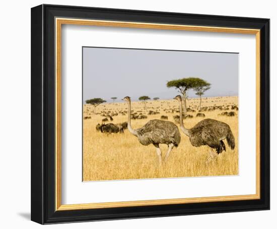 Ostriches and Wildebeests-Hal Beral-Framed Photographic Print