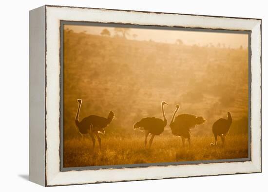 Ostriches (Struthio Camelus) at Sunset, Kenya, East Africa, Africa-John Alexander-Framed Premier Image Canvas