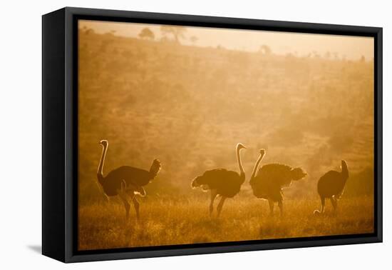 Ostriches (Struthio Camelus) at Sunset, Kenya, East Africa, Africa-John Alexander-Framed Premier Image Canvas