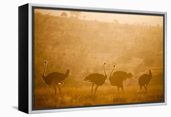 Ostriches (Struthio Camelus) at Sunset, Kenya, East Africa, Africa-John Alexander-Framed Premier Image Canvas