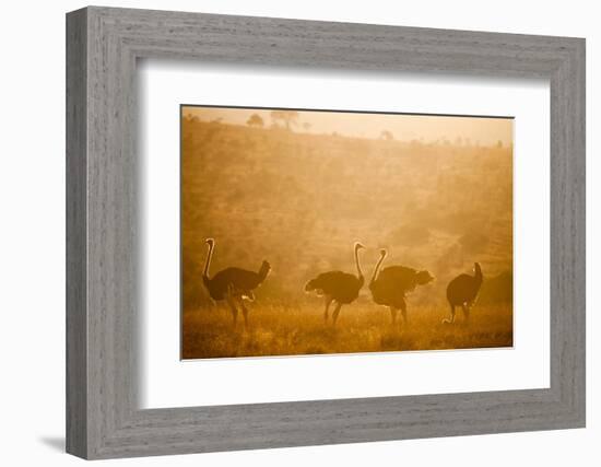 Ostriches (Struthio Camelus) at Sunset, Kenya, East Africa, Africa-John Alexander-Framed Photographic Print